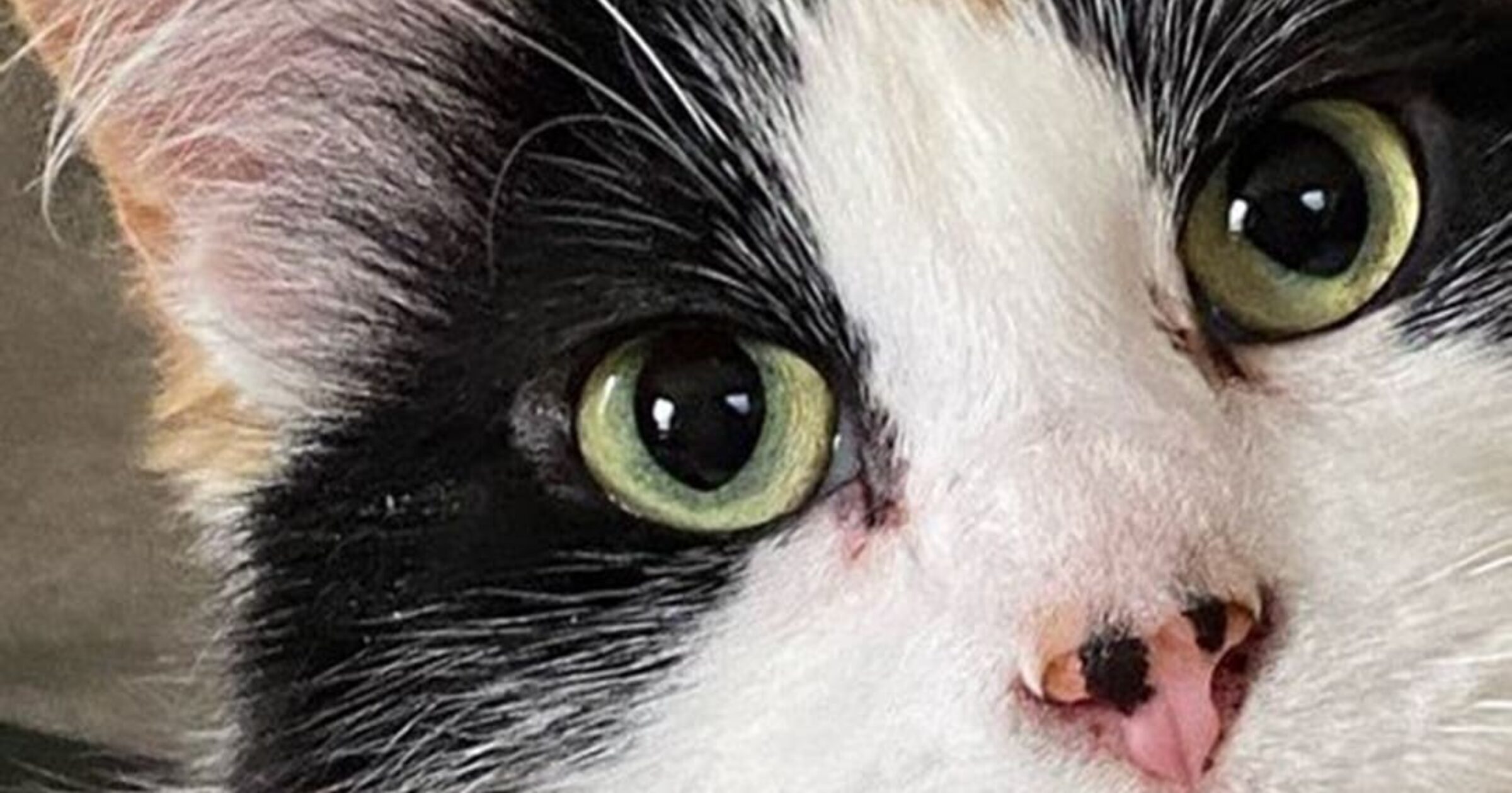 Cat Coloring - Where Do Eye and Coat Colors Come From?