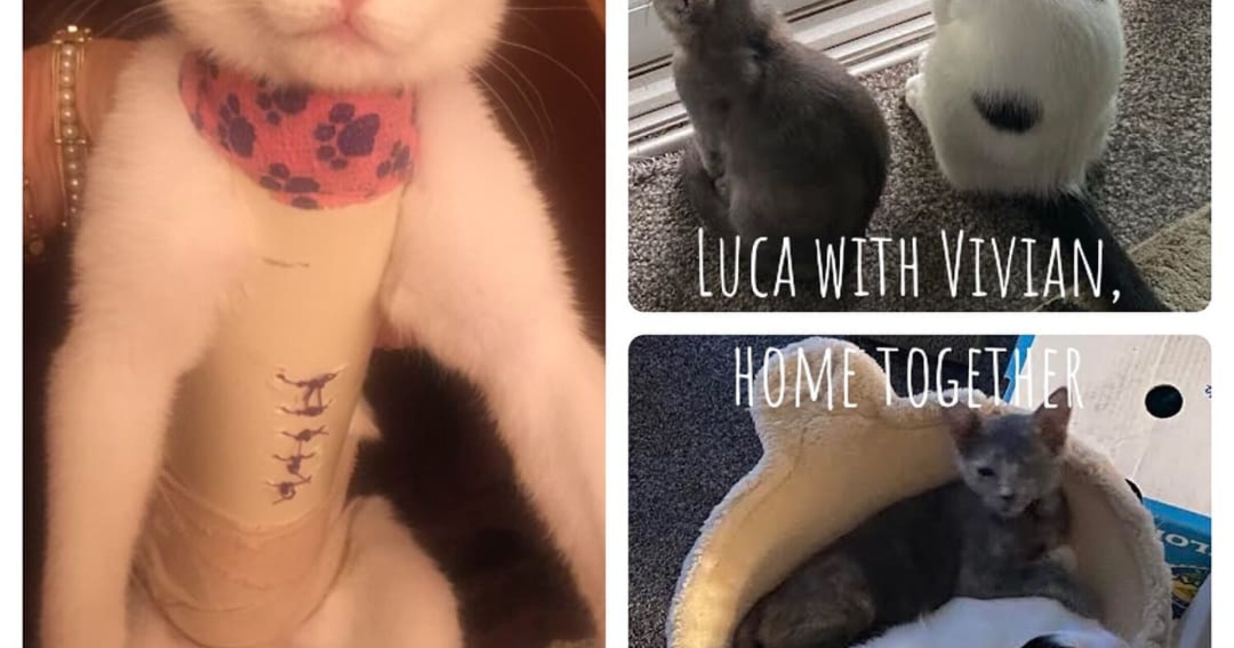 Luca - A Little Kitten and Her Big Cast