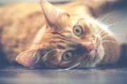 FAQs About Feline Leukemia Virus (FeLV)