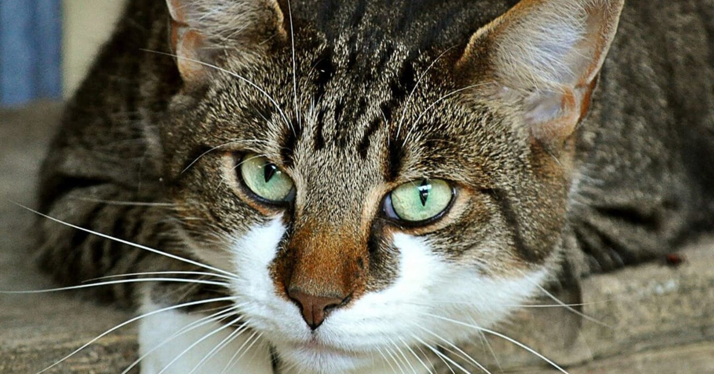 FAQ’s About Feline Immunodeficiency Virus (FIV)