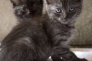 Why Two Kittens are Better than One