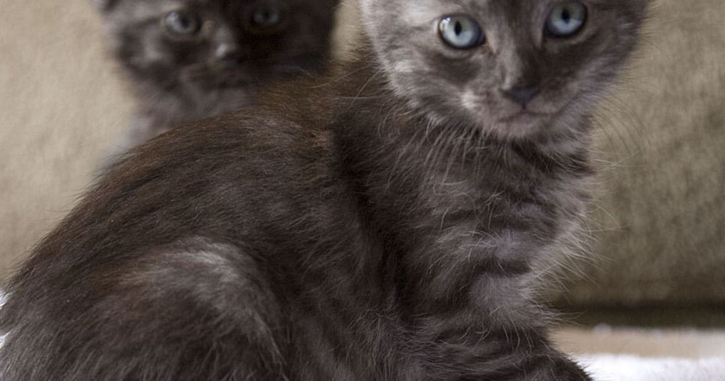 Why Two Kittens are Better than One