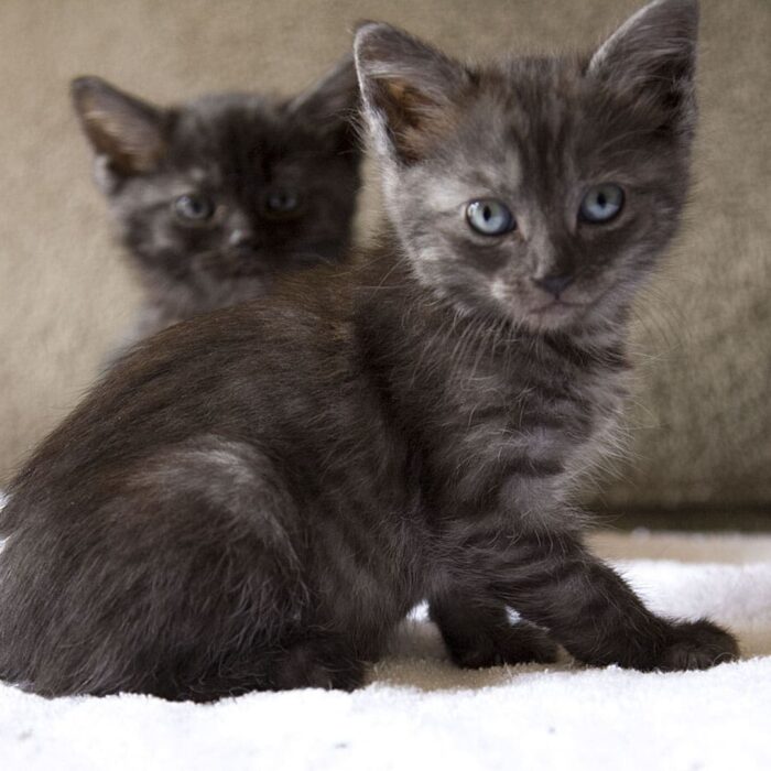 Why Two Kittens are Better than One