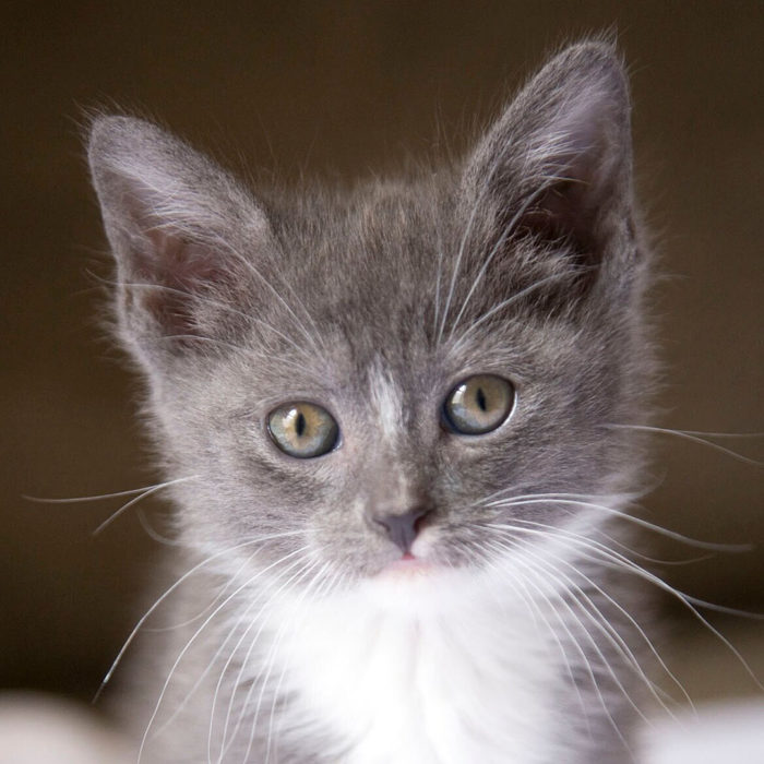 10 Myths About Spaying & Neutering Your Cat