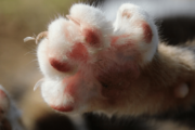 Why You Shouldn’t Declaw