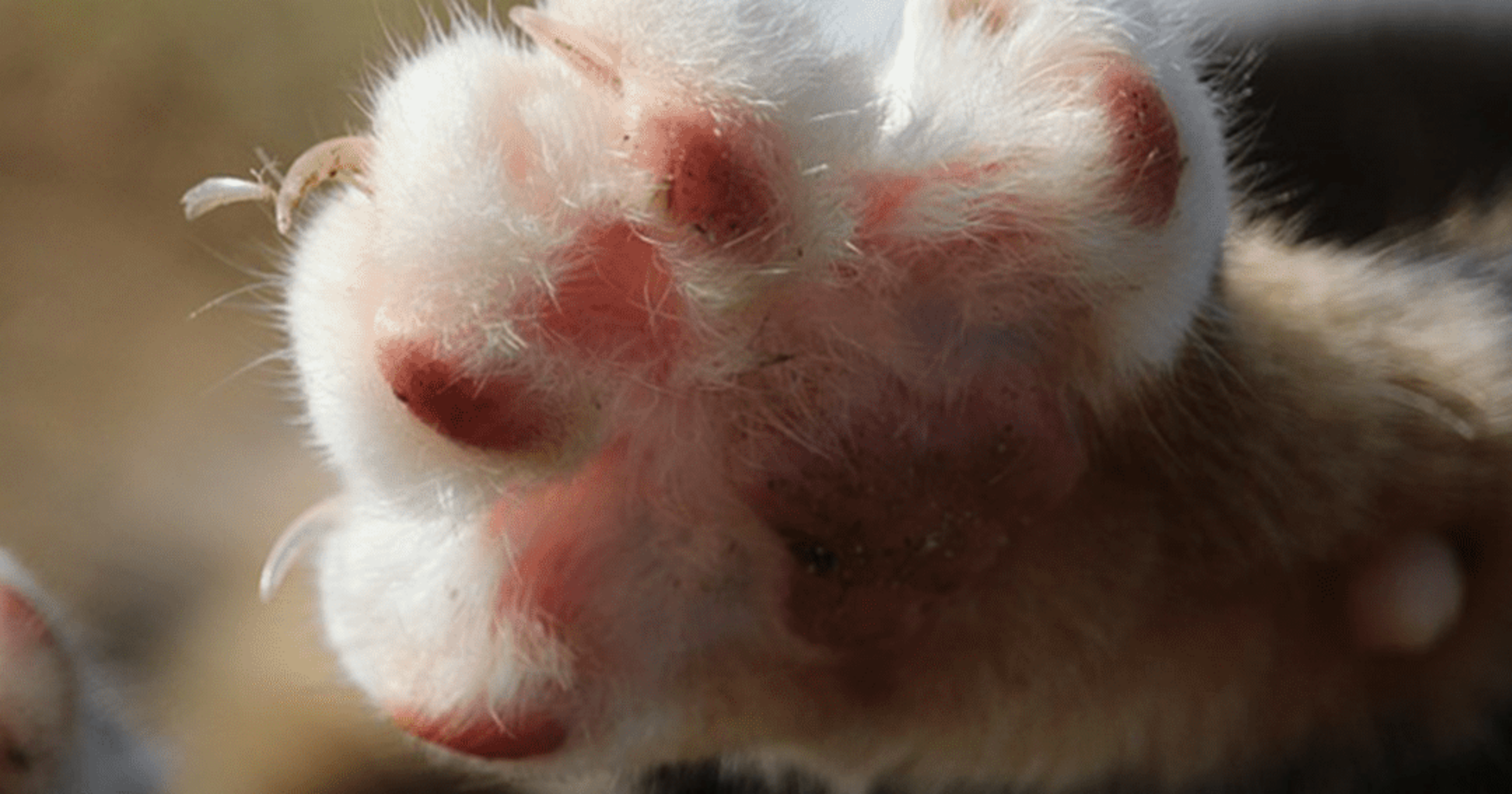 Why You Shouldn’t Declaw