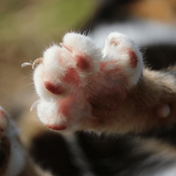 Why You Shouldn’t Declaw