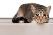 How to Help a Fearful Cat in a New Home