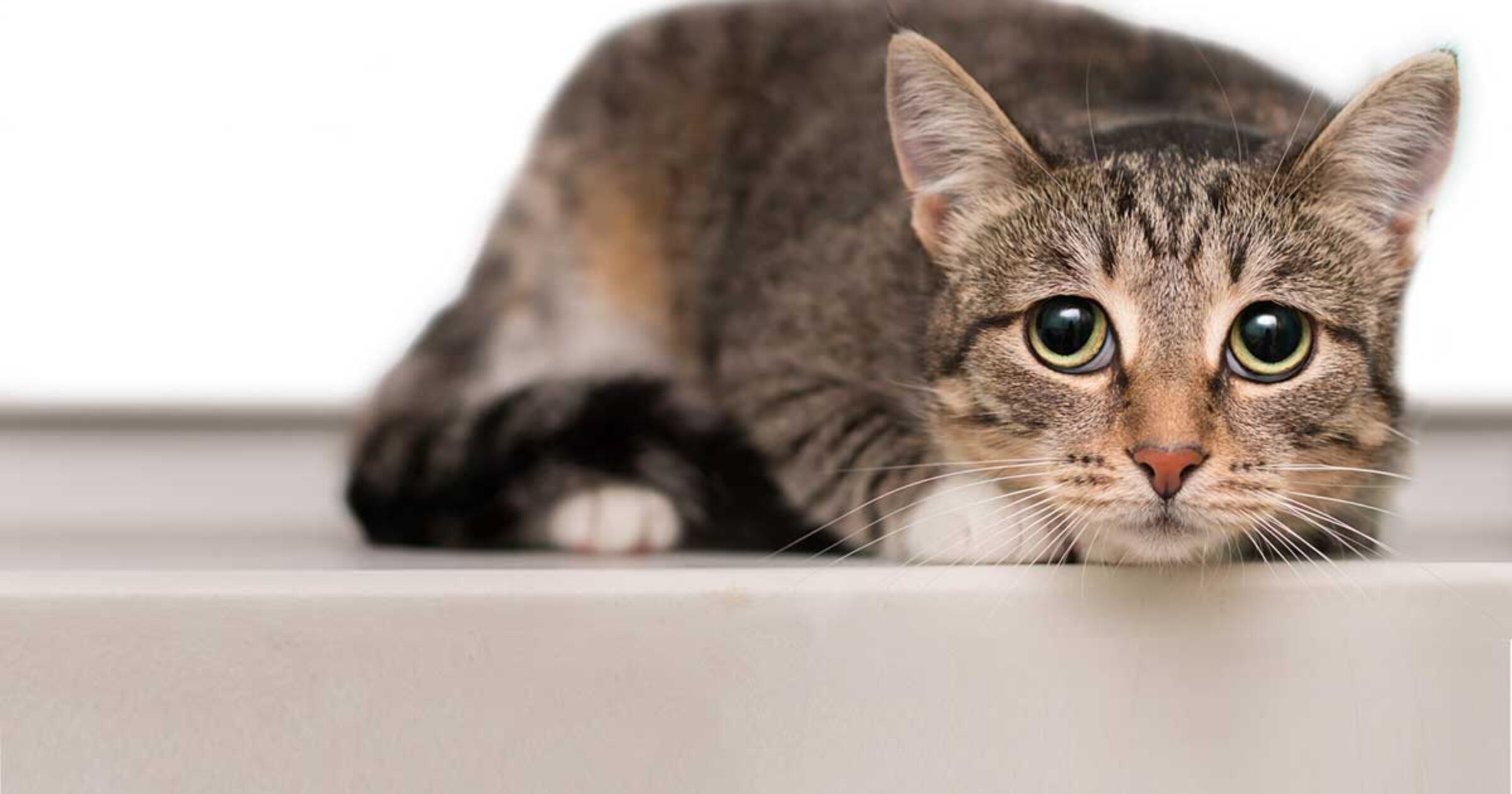 How to Help a Fearful Cat in a New Home