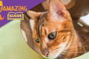 Keeping Kitty Happy - Ultimate Guide to Indoor Cat Enrichment