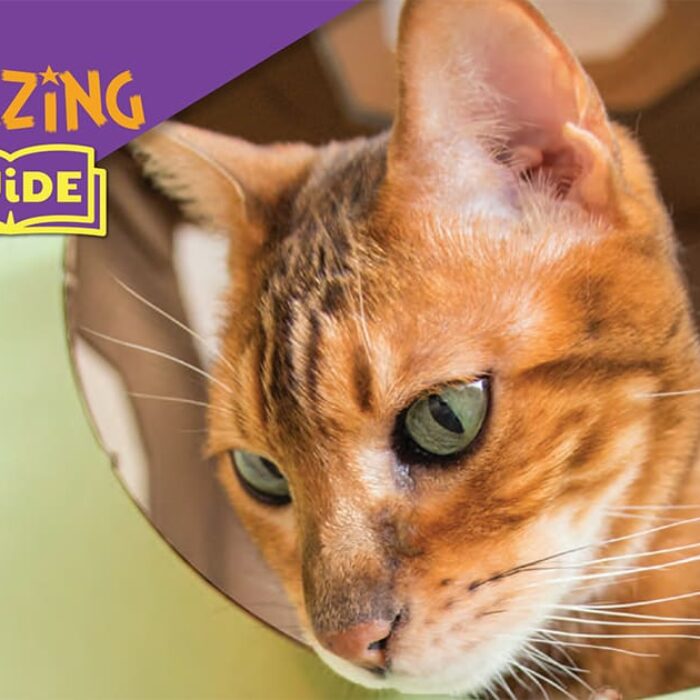 Keeping Kitty Happy Ultimate Guide To Indoor Cat Enrichment