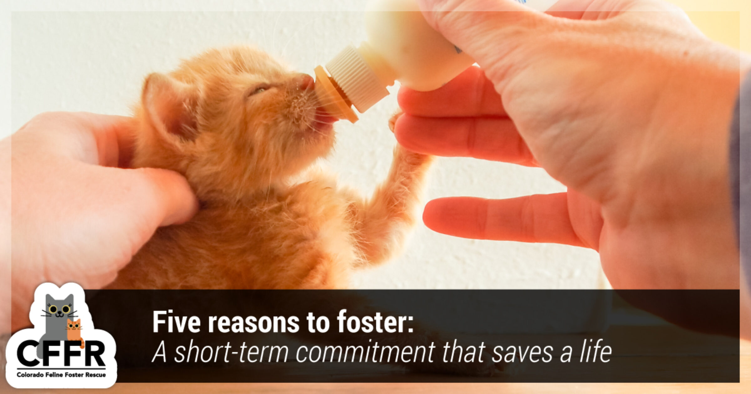 Five reasons to foster: A short-term commitment that saves a life